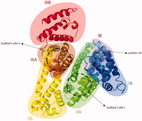 Figure 4. Cristal structure of HSA (PDB ID 1AO6). Albumin contains three homologous alpha helical domains I, II and III. Each domain is comprised of two subdomains A and B, which comprise four and six alpha-helices, respectively. Additional important binding sites include the free thiol located at the cysteine-34 amino acid residue and Sudlow’s sites I and II.