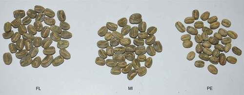 Figure 1. Coffee bean shapes: flat beans (FL), peaberries (PE), and a mixture of them (MI)