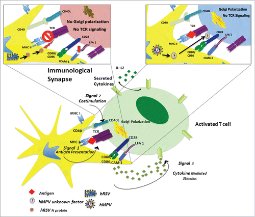 Figure 2. Effect of hRSV and hMPV Infections on T cell Activation. To induce proper T cell activation by DCs presenting a specific antigen, the following three signals are required to establish a mature immunological synapse: i) interaction between MHC molecules (class I or II) and the TCR molecule; ii) co-stimulation of molecules, including CD80, CD86, and CD28; and iii) T cell-polarizing molecules, either soluble or membrane-bound. Additionally, adhesion molecules, such as the intracellular adhesion molecule 1, are also involved. In the amplified diagrams, the possible mechanisms by which hRSV or hMPV are able to impair antigen presentation are shown. In the case of hRSV (upper left box), the virus interferes with the immunological synapse through its N protein, which impairs Golgi polarization and TCR signaling. This inhibitory effect is accompanied by reduced intracellular adhesion molecule 1 binding to the lymphocyte-function associated antigen 1 (red arrow). In the case of hMPV (upper right box), the virus impairs TCR signaling and, consequently, T cell activation through an unknown soluble factor, which does not affect the immunological synapse itself.
