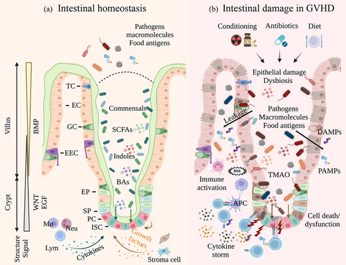 Figure 1. Intestinal epithelium in homeostasis and GVHD. a. The intestinal epithelium comprises crypts and villus. A mucous layer separates epithelial cells and intestinal bacteria, which is indispensable to intestinal homeostasis. ISCs give rise to all kinds of epithelial cells, and the activities of ISCs are tightly regulated by various cells and signals; b. Conditioning regimens induce epithelial damage and dysbiosis. Antibiotics and diet further affect the microbiome components and metabolites. Accumulated DAMPs and PAMPs activate the innate immune system and trigger donor lymphocyte infiltration, leading to impaired ISC niche and sustained tissue damage.(ISC, intestinal stem cell; EP, enterocyte progenitor; SP, secretory progenitor; EC, enterocyte; PC, Paneth cell; GC, goblet cell; EEC, enteroendocrine cell; TC, tuft cell; Mø, macrophage; Neu, neutrophil; Lym, lymphocyte; APC, antigen-presenting cell; SCFA, short-chain fatty acid; BA, bile acid; TMAO, trimethylamine N-oxide; DAMPs, damage-associated molecular patterns; PAMPs, pathogen-associated molecular patterns.).