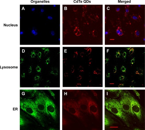 Figure 4 Colocalization of CdTe QDs and intercellular organelles.Notes: HUVECs were incubated with 10 µg/mL CdTe QDs for 24 hours, and the nucleus, lysosomes, or ER was labeled with Hoechst 33342, Lysotracker Green, or immunofluorescence, respectively. There was no overlap (shown in C) between nucleus (blue in A) of HUVECs and the CdTe QDs (red in B). The stained lysosomes (green in D) and the fluorescence of CdTe QDs (red in E) were partially overlapped (yellow in F). The colocalization of CdTe QDs (red in H) with ER (green in G) appears yellow in merged images (I), indicating that CdTe QDs were present in ER. Bar =20 µm.Abbreviations: CdTe QDs, cadmium telluride quantum dots; HUVECs, human umbilical vein endothelial cells; ER, endoplasmic reticulum.