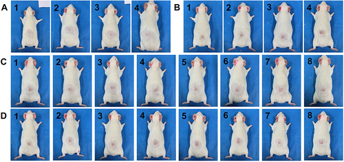 Figure 1 Macroscopic features of the Guinea pig model before dual-diode laser treatment. The Guinea pig skin was infected by applying fungal spore suspensions at five times/week for 4 weeks. (A) Uninfected controls (N = 4), (B) infected controls (N = 4), (C) infected group A for the dual-diode laser treatment (N = 8), (D) infected group B for the other dual-diode laser treatment (N = 8). Infected areas of Guinea pigs carrying Trichophyton rubrum and T. mentagrophytes (all Guinea pigs of infected controls and infected groups (A and B) presented marked macroscopic changes in skin redness with scales.