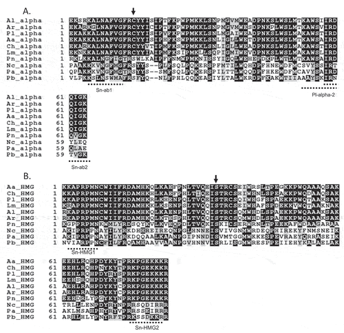 Fig. 1 Alignment of deduced amino acid sequences of the (a) alpha box, (b) HMG box and amino acid identity and similarity to Pseudopyrenochaeta lycopersici (Pl) of Ascochyta lentis (Al), A. rabiei (Ar), Alternaria alternata (Aa), Cochliobolus heterostrophus (Ch), Leptosphaeria maculans (Lm), Phaeosphaeria nodorum (Pn), Neurospora crassa (Nc), Podospora anserina (Pa) and Pyrenopeziza brassicae (Pb). Amino acid residues shaded in black are identical, while those in grey are similar. The primers Sn-ab1, Sn-ab2, Pl-alpha-2, Sn-HMG1 and Sn-HMG2 are indicated as dotted lines. The positions of introns are shown as vertical arrows