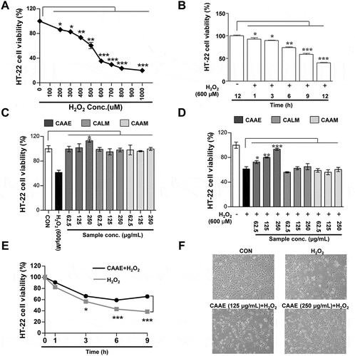 Figure 1. Effect of neuronal cells viability treated with H2O2 or/and CAAE on HT22 hippocampus cells.Cell viability was analyzed using MTT method. (a, b) Cell viability in HT22 cells by treatment with H2O2 (0 to 1000 μM) for 12 h and by treatment with H2O2 (600 μM) for different times. (c, d) Cell viability in HT22 cells by treatment with three pepper extracts (CAAE, CALM and CAAM; 62.5, 125, 250 μg/mL) for 12 h. (c) Cell viability in HT22 cells by treatment with three pepper extracts (62.5, 125, 250 μg/mL) or H2O2 (600 μM) for 12 h. (d) Cell viability in HT22 cells by pre-treatment with three pepper extracts (62.5, 125, 250 μg/mL) for 1 h after treatment with H2O2 (600 μM) for 12 h. (e) Cell viability by CAAE (250 μg/mL) treatment on H2O2 (600 μM)-exposed HT22 cells for the time indicated. (f) Neuronal cells morphological analysis by pre-treatment with CAAE (125 to 250 μg/mL) for 1 h after treatment with H2O2 (600 μM) for 12 h. All data are expressed as the mean ± SD (n = 3 samples). *p < 0.05, **p < 0.01 and ***p < 0.001. Each experiment was repeated at least 3 times, and similar results were obtained. CAAE: Capsicum annuum var. abbreviatum ethanol extract, CAAM: Capsicum annum var. angulosum ethanol extract, CALM: Capsicum annum L ethanol extract, CON: non-treated cells.