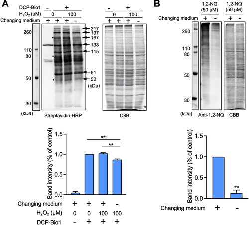 Figure 3. Effect of extracellular cysteine derived from cystine on oxidative and covalent modifications of cellular proteins in HepG2 cells. (A) Cells were pre-incubated with stable isotope-labeled cystine (100 µM) in Hank’s balanced salt solution for 1 h and then added with or without H2O2 (100 µM) for 1 h. Total cell lysates were prepared with RIPA buffer with or without 1 mM biotin-conjugated dimedone derivative (DCP-Bio1), and subjected to western blot analysis using streptavidin-HRP or SDS-PAGE with Coomassie brilliant blue (CBB) staining. The bar graph represents quantitative results of the upper bands of western blots. Each value represents the mean ± SE of three independent experiments. **p < 0.01 compared with no changing of medium with H2O2 exposure. (B) Cells were pre-incubated with stable isotope-labeled cystine (100 µM) in Hank’s balanced salt solution for 1 h and then incubated with 1,2-naphthoquinone (1,2-NQ, 50 µM) for 1 h. Total cell lysates prepared with RIPA buffer were subjected to western blot analysis using an antibody against 1.2-NQ, or SDS-PAGE with CBB staining. The bar graph represents quantitative results of the upper bands of western blots. Each value represents the mean ± SE of three independent experiments. **p < 0.01 compared with control.