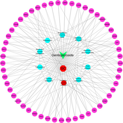 Figure 5 Drug-GC-targets-Pathways PPI network (The red, blue, pink and green nodes represent the disease, Pathways, targets and compound; respectively, the edges represent the interactions among them).
