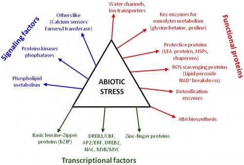 Figure 1.  Functions of drought stress-inducible genes in stress tolerance and their response. Gene products are classified into three groups. The first group includes proteins that probably function in stress tolerance (functional proteins), the second group contains protein factors involved in further regulation of signal transduction and gene expression that probably function in stress response (regulatory proteins), and the third group encloses proteins involves in transcription, gene regulation and expression most likely function in stress tolerance (transcriptional factors).