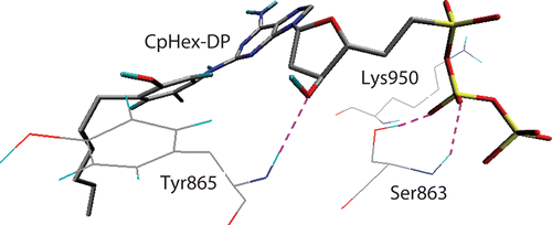 Figure 2.  CpHex-Dp within the active site during MD simulations (at 3980 ps): H-bond formation with Tyr865 (plus Ser863). 80×39mm (300 × 300 DPI).