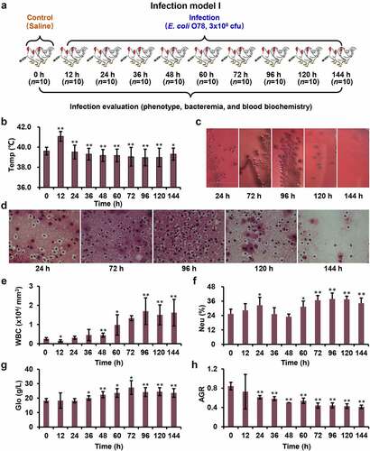 Figure 1. Systemic model of APEC infection. (a) Model I was designed to evaluate the effects of infection at different time points. (b) Chickens showed obvious fever after infection (magnification of 100×). (c) The blood samples coated on the MacConkey plates at different time points. (d) The sections from liver tissue stained with haematoxylin and eosin. (e-h) The complete blood cell count for blood sample at different time points.