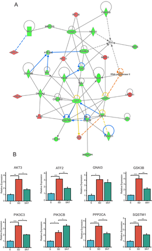 Figure 3 (A) The top network of molecular interactions predicted by IPA based on the differentially expressed proteins. Nodes represent protein molecules, red nodes represent up-regulated proteins, and green nodes represent down-regulated proteins; edges represent direct (solid line) and indirect (dashed line) interactions between molecules based on information present in the Ingenuity knowledge base; node shapes and functional categories Correlation, where vertical rectangles represent G protein-coupled receptors, triangles represent phosphatases, inverted triangles represent kinases, vertical diamonds represent enzymes, horizontal diamonds represent peptidases, vertical ovals for transmembrane receptors, horizontal ovals for transmembrane modulators and complex/other circles. (B) The gene expression of Akt3, Atf2, Gnai3, Gsk3b, Pik3c3, Pik3cb, Ppp2ca, and Sqstm1 in spinal cord after exercise in the S, SD, and SNT group were validated by RT-qPCR. *P < 0.05, **P < 0.01, and ***P < 0.001.