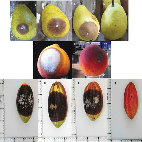 Fig. 5 (Colour online) Pathogenicity assays of Phytophthora tropicalis PtCa-14 using pear fruits and cacao pods. (a-c) pear fruits, 5 d after inoculation with strain PtCa-14; (d) uninoculated pear fruit; (e) peach fruit, 3 d after inoculation with train PtCa-14; (f) uninoculated peach fruit; (g-i) cacao pods, 7 d after inoculation with strain PtCa-14; (h) uninoculated cacao pod