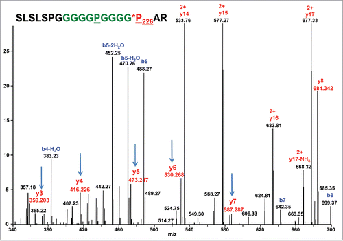 Figure 7. High-resolution CID mass spectrum of the doubly charged ion of (G4P)2 linker peptide SLSLSPGGGGGPGGGGPAR [210–228] with one Hyp. Hyp PTM is present in y3 and higher y ions, confirming Hyp226.