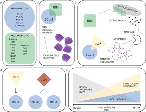 Figure 1. Targeting BCL-2 in MDS. (a) Anti- and pro-apoptotic members of the BCL-2 family proteins as regulators of the mitochondrial pathway of apoptosis. (b) Cancer cell survival: BCL-2 overexpression sequestering high levels of pro-apoptotic proteins prevents cells from initiating apoptosis. (c) Induction of apoptosis: displacing BIM and BAK by venetoclax allows pro-apoptotic proteins to initiate apoptosis. (d) Suggested synergy between hypomethylating agents and venetoclax. (e) Decreasing basal apoptosis rate with increasing BCL-2 dependency and suggested higher venetoclax sensitivity upon disease progression in MDS