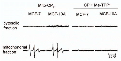 Figure 5 Uptake of Mito-CP11 into mitochondria. MCF-7 cells were treated with CP (5 µM) in the presence of Me-TPP+ and Mito-CP11 (5 µM) for 48 h. After treatment, cells were fractionated to isolate mitochondria and cytosol. CP and Mito-CP11 distributions in media, cytosol, mitochondria and cell lysate were determined using EPR. The EPR signals from different samples were normalized to the same concentration of protein.