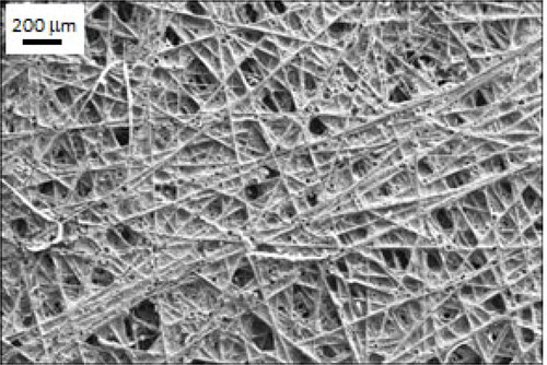 Figure 6. SEM image of SH-B-N/PPO LC composite electrode.