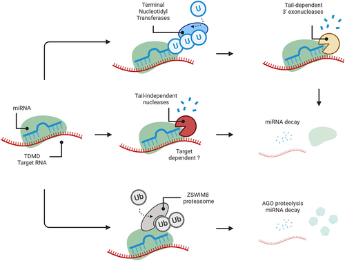 Figure 2. Summary of the mature miRNA decay pathways.