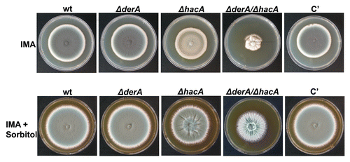 Figure 2 DerA synergizes with the UPR to support radial growth. Colony morphology of ΔderA, ΔhacA, ΔderA/ΔhacA, and the complemented ΔderA/ΔhacA strain (C′). Equal numbers of conidia were spotted onto the center of a plate of rich medium (IMA) in the presence or absence of 1.2 M sorbitol and incubated for four days at 37°C.