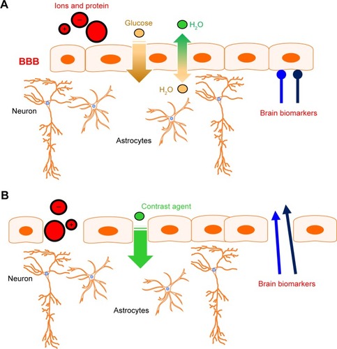 Figure 2 Behavior of brain biomarkers under conditions of intact (A) or disrupted (B) BBB. See text for details.