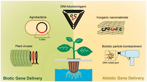 Figure 3. A look at previously established biotic and abiotic methods (also referred to as indirect and direct methods, respectively) for transient expression of recombinant products in plant systems.