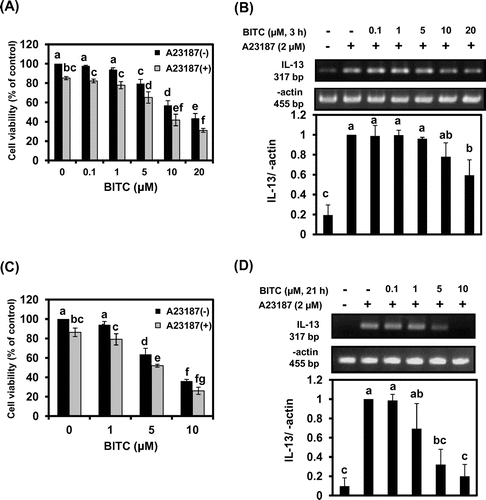 Fig. 1. BITC inhibits cell proliferation and IL-13 mRNA expression in a time-and dose-dependent manner in KU812 cells.Notes: KU812 cells (1 × 106) were pretreated with BITC for 3 h ((A) and (B)) or 21 h ((C) and (D)), washed with fresh medium, and additionally incubated with A23187 for 3 h. Cell viability was determined by a trypan blue exclusion assay ((A) and (C)). IL-13 mRNA was analyzed by RT-PCR ((B) and (D)). The quantitative data are expressed as means ± SD of three independent experiments. Bars with the same letters are not significantly different at p < 0.05.