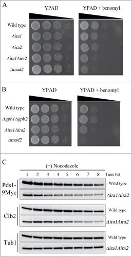 Figure 4. Ira1 and Ira2 are involved in the spindle assembly checkpoint (SAC) pathway. (A) Δira1Δira2 cells are sensitive to spindle damage. Wild-type, Δira1 (strain YSK2620), Δira2 (strain YSK2622), Δira1Δira2 (strain YSK2866), and Δmad2 (strain YSK2668) cells were grown to mid-log phase at 25°C, serially diluted 10-fold, spotted onto either YPAD plates or YPAD plates containing 10 μg/mL benomyl, and incubated at 25°C. (B) Δgpb1Δgpb2 cells are proficient for SAC. Wild-type, Δgpb1Δgpb2 (strain YSK2929), Δira1Δira2 (strain YSK2866), and Δmad2 (strain YSK2668) cells were grown to mid-log phase at 25°C, serially diluted 10-fold, spotted onto either YPAD plates or YPAD plates containing 10 μg/mL benomyl and incubated at 25°C. (C) Δira1Δira2 cells bypassed mitotic arrest in response to spindle damage. Wild-type and Δira1Δira2 cells expressing Myc-tagged Pds1 (strains YSK2992 and YSK3001, respectively) were grown to early log phase at 25°C and then treated with 15 μg/mL nocodazole. Cells were collected every 1 h for 8 h, and Pds1 and Clb2 expression (Pds1-9Myc and Clb2, respectively) was detected by western blotting using anti-Myc and anti-Clb2 antibodies, respectively. α-Tubulin (Tub1) served as a loading control.