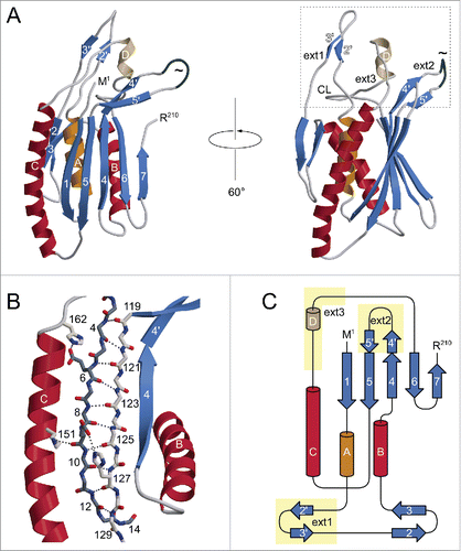 Figure 2. Structure of human ATG101. (A) Ribbon diagram illustrating the open HORMA domain fold of the protein. Helices are labeled by capital letters, β-strands are numbered sequentially. Note the extensions relative to MAD2 (dotted box), which are located in close proximity in the 3-dimensional structure. A loop segment (Ser108 to Ser113) exhibiting weak electron density (indicative of enhanced flexibility) is drawn in dark gray and marked by a tilde. CL, capping loop. (B) The hydrogen bonding network anchoring strand β1 (dark gray) to β5 (light gray) and the neighboring αC helix. Most side chains are omitted for visual clarity. (C) Topology diagram of ATG101, highlighting the extensions indicated above.