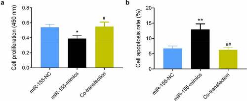 Figure 6. Impact of miR-155 on SH-SY5Y via TLR4/MyD88. (a) Cell proliferation was detected by CCK-8 assay. (b) Cell apoptosis was determined using flow cytometry. *P < 0.05 and **P < 0.01 vs. miR-155-NC group; #P < 0.05 and ##P < 0.01 vs. miR-155-mimics group. Co-transfection group, miR-155-mimics and TJ-M2010-2