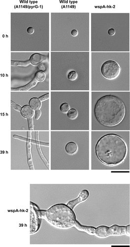 Fig. 4. Terminal phenotypes of the wspA deletion mutant.