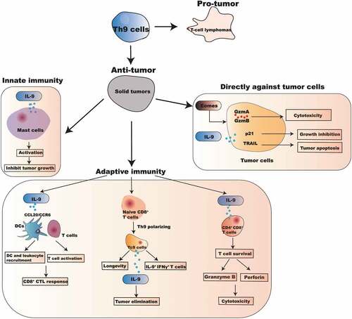 Figure 1. The pleiotropic mechanisms of IL-9 and Th9 cells in the anti-tumor function