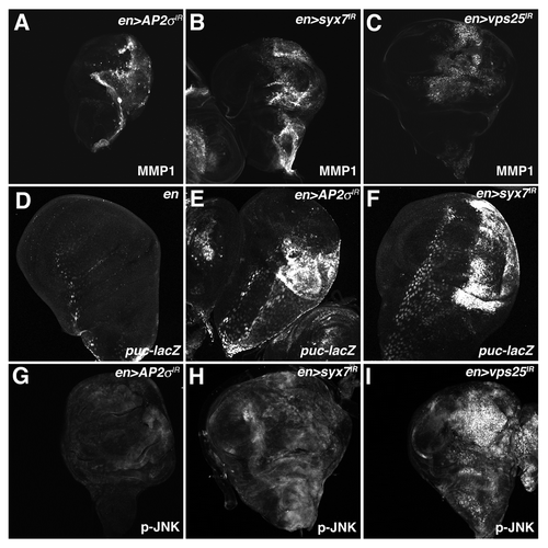 Figure 5 Depletion of AP-2σ, Syx7 or Vps25 elevates JNK activity. Confocal images of larval imaginal wing discs from (A and G) en > AP-2σ-IR, (B and H) en > syx7-IR and (I) en > vps25-IR flies stained for (A–C) MMP1 and (G–I) p-JNK. (D–F) α-β-Gal staining of larval imaginal wing discs in which the puc-lacZ JNK-pathway reporter has been placed into the background of (D) control en >, (E) en > AP-2σ-IR or (F) en > syx7-IR flies. Wing discs are oriented with the posterior compartment to the right.