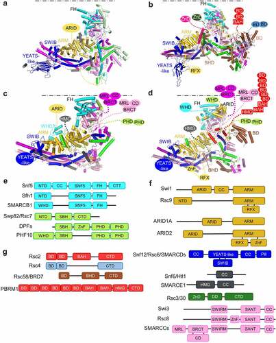 Figure 3. Structures and the compositions of the SRM of the SWI/SNF family complexes. (a-d) Structures of the SRM of SWI/SNF (a), RSC (b), BAF (c) and PBAF (d). The positions of the bound nucleosomes are schematically illustrated as dotted lines. (e-g) Domain organization of the subunits at the NBL (e), DBL (f) and HBL (g). DPFs: DPF1, DPF2, and DPF3; SMARCCs: SMARCC1 and SMARCC2; SMARCDs: SMARCD1, SMARCD2 and SMARCD3. SBH, Snf5-binding helix; BHD, BDR7-homology domain. MRL, Mar-like domain.