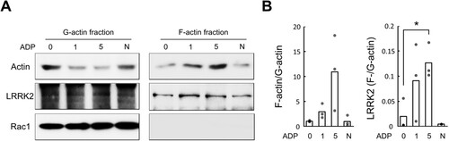 Figure 1. Co-localization of LRRK2 in the F-actin fraction of ADP-stimulated microglia. F-actin sedimentation assay in ADP-treated and non-treated primary microglia. (A) Western blot of actin, LRRK2, and Rac1 proteins in the F- and G-actin-rich fractions. Rac1 was used as a marker for cytosolic G-actin fraction. (B) Actin or LRRK2 ratio in F-actin/G-actin fractions (N = 3). Values are mean ± SEM (**, p < 0.01). N, cytochalasin D treated negative control. Figures are presentative of ≥3 independent experiments.
