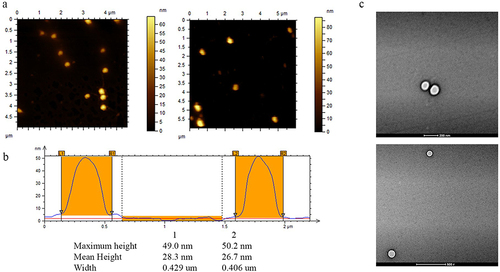 Figure 4 (a) AFM analyses of PLGA particles deposited on a gold surface. (b) Height profiles of the selected PLGA particles (white dot lines in the topographic images) obtained from AFM measurements in tapping mode. (c) Transmission Electron Microscope images of PLGA particles (scale bar 200 nm and 500 nm).