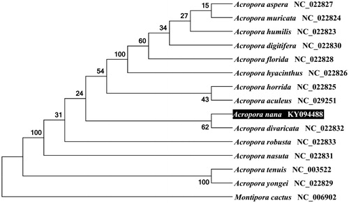 Figure 1. Molecular phylogeny of A. nana and related species based on complete mitogenome. The complete mitogenomes is downloaded from GenBank and the phylogenetic tree is constructed by maximum likelihood method with 100 bootstrap replicates. The gene's accession number for tree construction is listed behind the species name.