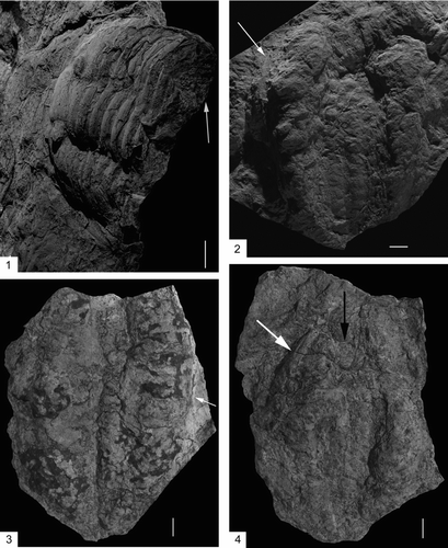 FIGURE 3 The proximity of Asaphellus aff. fezouataensis to Rusophycus carleyi. 1, A. fezouataensis with white arrow directed at a lobe of R. carleyi under the right pleural region of the trilobite (UA13664). The trilobite would have become trapped within the sediment. The left lobe is not visible because perhaps the trilobite had dug alongside another R. carleyi and only the right lobe of the most recent behavior is recorded. 2, R. carleyi, convex hyporelief, with white arrow pointing to the right lateral section of the cephalon of a trilobite (UA13657). 3, R. carleyi, convex hyporelief, with white arrow directed towards the left genal spine of a trilobite (UA13662). 4, R. carleyi, convex hyporelief, with the white arrow at the right ventral lateral section of the cephalon and the black arrow pointing at the transected portion of the hypostome of the trilobite, within the trace (UA13661). Specimens UA13662 & UA13661 were submerged in ethyl alcohol to enhance the exoskeleton within the trace, while UA13664 & UA13657 were coated in ammonium chloride. Specimens are from the Upper Fezouata Formation, Ouzina, southern Morocco. Scale bar is 1 cm.