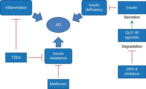 Figure 3 Possible mechanisms of antidiabetic drugs in the treatment of AD.