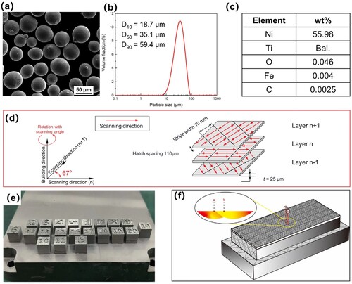 Figure 1. Fabrication process of LPBF NiTi samples and simulation modelling. (a) SEM image of the powder; (b) particle size distribution of the powder used in this paper; (c) elemental content of the powder used in this paper; (d) laser scanning strategy used in this paper; (e) sample image after forming; and (f) diagram of the model used to study the thermal history of LPBF NiTi alloy.