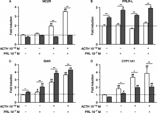 Figure 4 Effects of PRL (10− 7 M) and/or ACTH (10− 10 M) on MC2R (A), PRLR-L (B), StAR (C) and CYP11A1 (D) mRNA expression in primary adrenal cultured cells from adult male HAA (open bar) and LAA rats (close bar). Expression of the mRNAs was normalized to the expression of GAPDH mRNA. Fold induction represents the increase in expression compared with the basal levels of HAA rats. Values presented are the means of three samples in duplicates. #, ##P < 0.05, P < 0.01 compared with the basal levels in each strain, respectively. *, **P < 0.05, P < 0.01 compared with HAA rats, respectively.