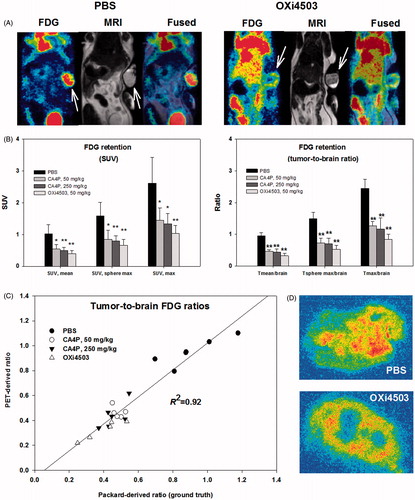 Figure 3. FDG-PET as a means to visualize and quantify early metabolic changes during VDA treatment. (A) FDG-PET/MRI images showing a PBS treated (control) and an OXi4503 treated tumor-bearing mice. Arrows indicate tumor location. (B) Bar charts show summarized data for all treatments using SUV or reference-tissue-based quantification of whole-tumor average or tumor sub-volume glucose metabolism. Mean values ± SD are plotted. Treated animals were compared to control animals using a one-way ANOVA followed by Tukey’s test. Values significantly different from controls are indicated by *p < .05, **p < .001. (C) Scatterplot showing the close relationship between PET-derived and gamma counter derived (ground truth) whole-tumor to whole-brain tracer ratios. (D) Examples of high-resolution invasive analysis of the intratumoral distribution of FDG retention.
