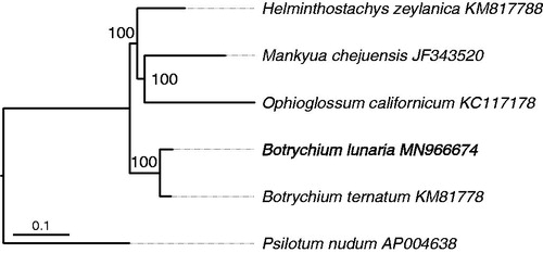 Figure 1. The molecular tree of basal fern lineage inferred from maximum-likelihood analysis based on complete chloroplast genome sequence data. Botrychium lunaria is shown in bold. Bootstrap values of maximum likelihood analysis performed on IQ-TREE are presented above branches.
