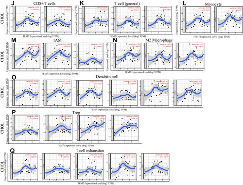 Figure 5 Correlation analysis of TEM7 expression and the expression of marker genes of infiltrating immune cells in GC (A–I) and CHOL (J–Q) using the TIMER database. (A–G) The scatter plots show correlation between TEM7 expression and the gene markers of (A) CD8+T cell (CD8A and CD8B); (B) T cell (general) (CD3D, CD3E, CD2); (C) Monocyte (CD86 and CD115); (D) TAM (CCL2, CD68 and IL10); (E) M2 Macrophage (CD163, VSIG4, MS4A4A); (F) Dendritic cell (HLA-DPB1, HLA-DRA, HLA-DPA1, BDCA-1, BDCA-4 and CD11c); (G) Treg (FOXP3, CCR8, STAT5B and TGFβ); (H) T cell exhaustion (PD-1, CTLA4, LAG3, TIM-3 and GZMB) in GC samples (n = 415). (J–Q) The scatter plots show correlations between TEM7 expression and the gene markers of (J) CD8+T cell (CD8A and CD8B); (K) T cell (general) (CD3D, CD3E, CD2); (L) Monocyte (CD86 and CD115); (M) TAM (CCL2, CD68 and IL10); (N) M2 Macrophage (CD163, VSIG4, MS4A4A); (O) Dendritic cell (HLA-DPB1, HLA-DRA, HLA-DPA1, BDCA-1, BDCA-4 and CD11c); (P) Treg (FOXP3, CCR8, STAT5B and TGFβ); (Q) T cell exhaustion (PD-1, CTLA4, LAG3, TIM-3 and GZMB) in CHOL (n = 36).