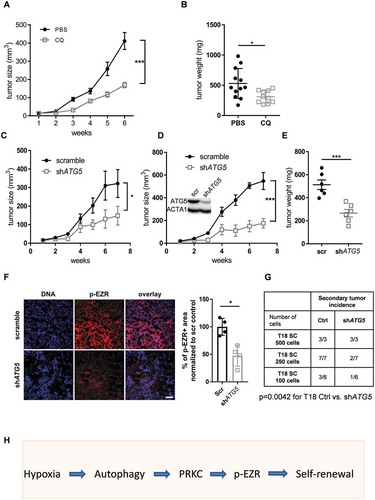 Figure 6. ATG5 deficiency limits tumor initiation and progression in vivo. (A) In vivo tumor growth after subcutaneous injection of 10,000 T18-derived TIC cells and subsequent intraperitoneal treatment with either CQ or PBS (n = 12 tumors per group). Data are presented as means tumor volumes (mm3) ± SEM. (B) T18 tumor weight after treatment with CQ or PBS, respectively. Data are presented as mean tumor weights (mg) ± SEM. (C) In vivo tumor growth after subcutaneous injection of 10,000 T20-derived TIC cells with/without stable knockdown of ATG5, n = 5 mice/group. (D-E) Tumor (D) growth and (E) weight in immune-deficient mice (NSG mice), 8 weeks after subcutaneous injection of 10,000 cells derived from primary T18 TICs, following a stable knockdown of ATG5 or respective control vector; n = 6/group. A representative ATG5 protein expression of extracted T18-derived xenografts is shown. All data are shown as mean ± SEM. Two-way ANOVA followed by the Tukey post-hoc test was used to test for statistical significance in A, C and D. Paired t-tests were used to assess significance in B, and E. *p < 0.05, ***p < 0.001 (F) p-EZR immunofluorescence staining in extracted xenograft tumors from (D). Scale bar: 100 µm. Representative images are shown (left panel) as well as the quantification of p-EZR-positive area (right panel). Four mice out of the six from (D) were used, as the remaining two were used in (G). Data are presented as mean ± SD, *p < 0.05. (G) Serial in vivo limiting dilution experiment with T18 TICs, following stable knockdown of ATG5 or the corresponding control vector. After an initial round of xenotransplantation, two extracted tumors (from mice appearing in [D]) were dissociated and different cell doses (100, 250 and 500 cells) were subcutaneously injected into secondary recipient NSG mice. Secondary tumor incidence was evaluated after 12 weeks. Statistical significance was assessed with a Chi-square test ** p < 0.01. (H) Potential mechanism of action. Hypoxia within a solid tumor leads to activation of autophagy, especially in TICs. Kinases, such as PRKCA, are activated and further induce phosphorylation of EZR on Thr567 in TICs. EZR, most likely through MAPK14/p38 activation, leads to increased self-renewal capacity of TICs in vitro and in vivo.