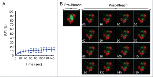 Figure 6. The LGP+ membranous aggregate is a static structure. (A) Recovery of fluorescence intensity (RFI) after photobleaching of LGP+ aggregates. Fluorescence recovery measurement began at 8 hpi and bleaching focused on central region of aggregates. Data show mean ± SD of 10 LGP+ aggregates from 2 independent experiments. (B) Time-lapse series of a representative LGP+ aggregate before (pre-) and after (post-) photobleaching. The analysis was done with stably transfected NRK49F fibroblasts expressing CD63-GFP (green) infected with DsRed-S. Typhimurium (red). Scale bar: 5 μm.