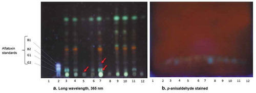 Figure 6. Images of thin-layer chromatography plates (a) showing aflatoxin suspects or presence from the isolates in comparison to the standards of aflatoxins (b) the staining effects on TLC plate with p-anisaldehyde. Lanes: (1) Blank; (2) Standard; (3) G100/0; (4) G75/25; (5) G50/50; (6) G25/75; (7) G0/100; (8) K100/0; (9) K75/25; (10) K50/50; (11) K25/75; (12) K0/100. (atoxigenic/toxigenic. (G1: aflatoxin AFG1; G2: aflatoxin AFG2; B1: aflatoxin AFB1; B2: aflatoxin AFB2)