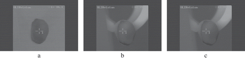 FIGURE 2 Thermal images of a healthy pistachio kernel, a) before heating, b) after heating, and c) after cooling.