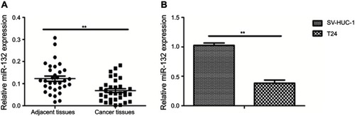 Figure 1 miR-132 expression in bladder cancer (BC) tissues and cells. (A) QRT-PCR analysis of miR-132 expression level in BC tissues is lower than in the matched normal tissues. (B) QRT-PCR analysis of miR-132 expression in normal human urethral epithelium cell is higher than in BC cells.Note: **p<0.01.