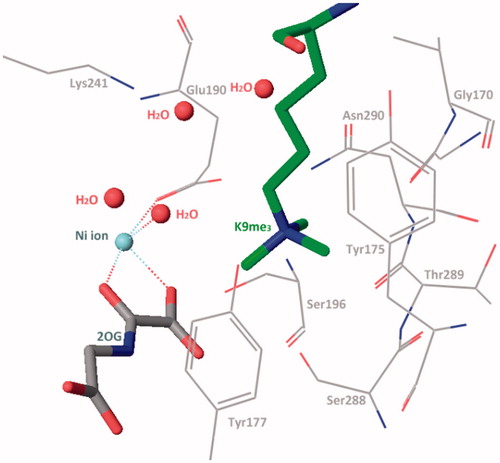 Figure 3. Trimethylated lysine side chain in catalytic region (PDB code: 2OQ6).