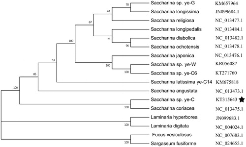 Figure 1. Phylogenetic tree of ML analyses based on complete mitochondrial nucleotide acid sequences of 17 brown algae. Pentagrams stand for the species studied in this work.