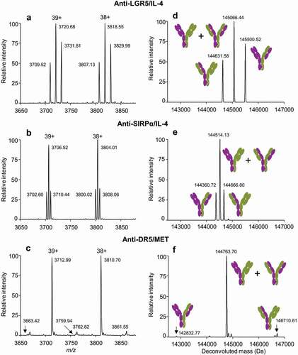 Figure 1. High-resolution LCMS analysis profiles highlighting representative examples from Table 1 for (a and d) low (<30%), (b and e) intermediate (30–65%) or (c and f) high (>65%) yield of BsIgG1. Corresponding antibody pairs were transiently co-transfected into Expi293F cells. The IgG1 species were purified by protein A chromatography and SEC before quantification of the BsIgG1 yield by high-resolution LCMS.Citation21,Citation22 (a-c) Data shown are mass envelopes for charge states 38+ and 39+ along with (d-f) corresponding deconvoluted data. Also shown are cartoons representing the different IgG1 species present. See Table 1 for additional experimental details.