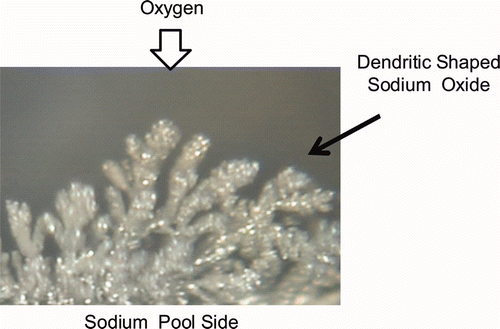 Figure 1. Dendritic shaped sodium oxide.